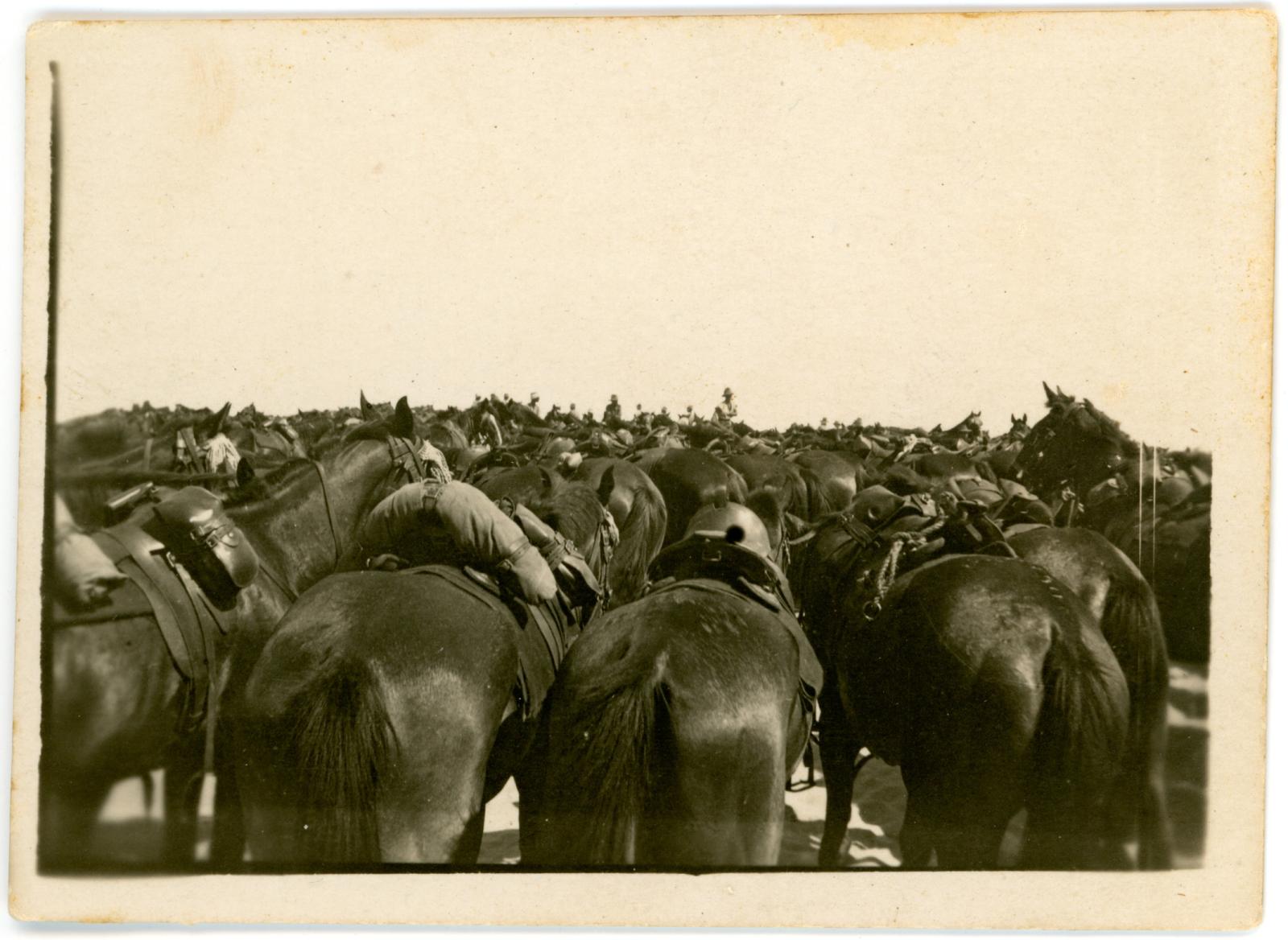 3rd Brigade Horses