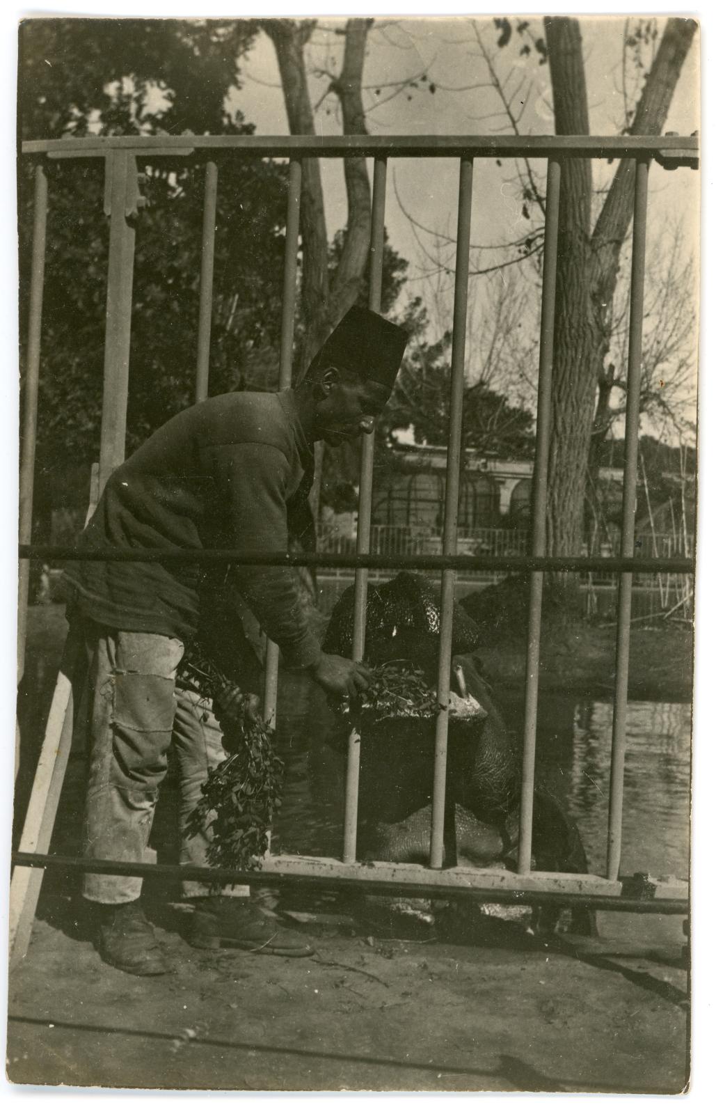 Photo of zoo keeper hand feeding Hippopotamus, at Giza Zoological Gardens.