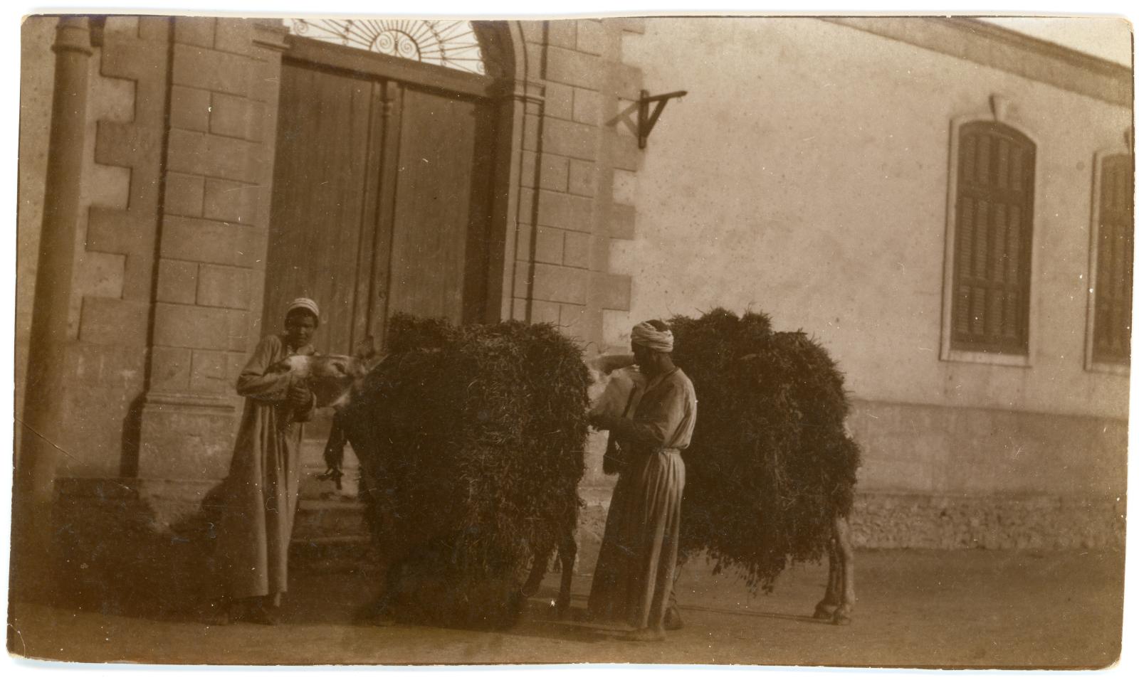 Photo showing 2 Egyptian males, each with a donkey laden with hay.
