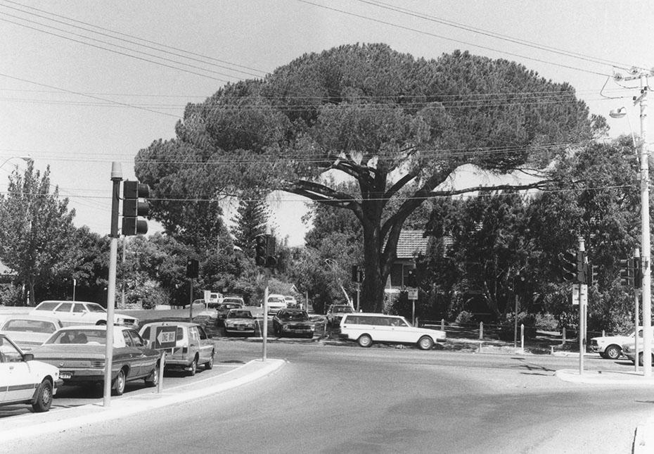 Pine Tree, Queenslea Drive, Claremont