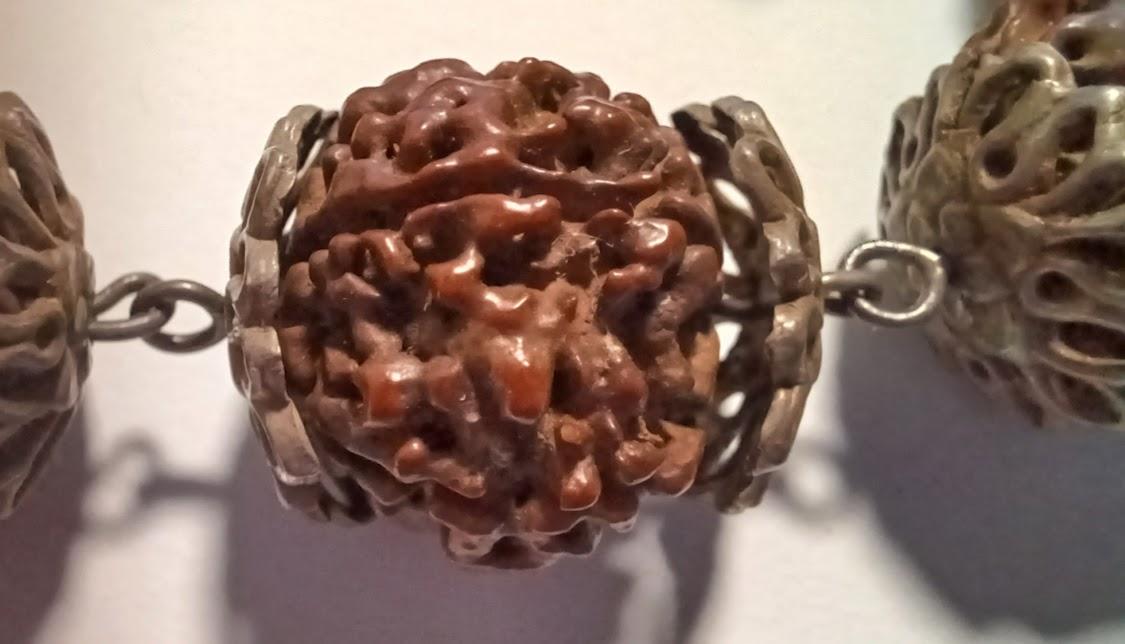 Rudraksha Seed