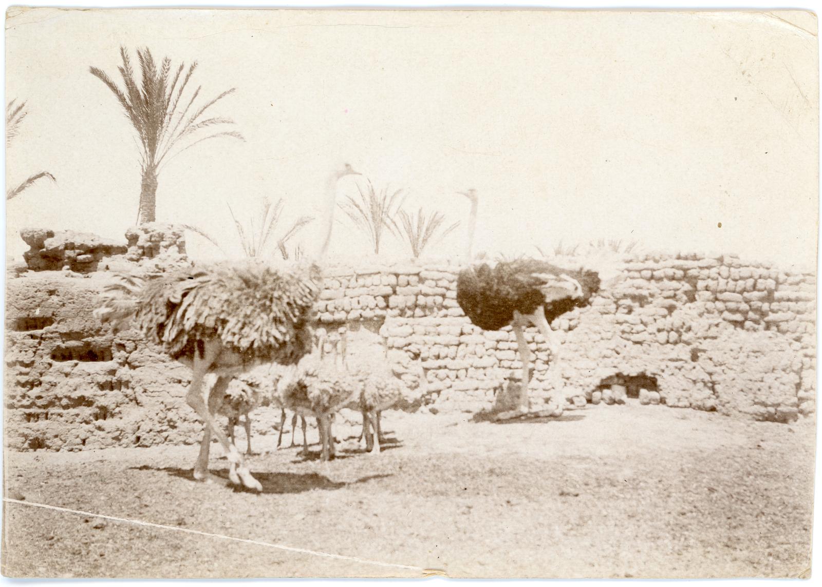 Photo of ostrich adults and chicks at Matarieh Ostrich Farm, near Cairo.