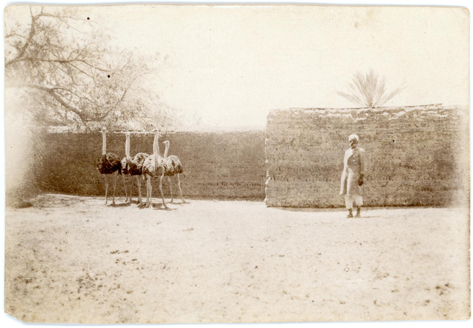 Photo of a flock of ostrich's and their handler at the Matarieh Ostrich Farm, outside of Cairo.