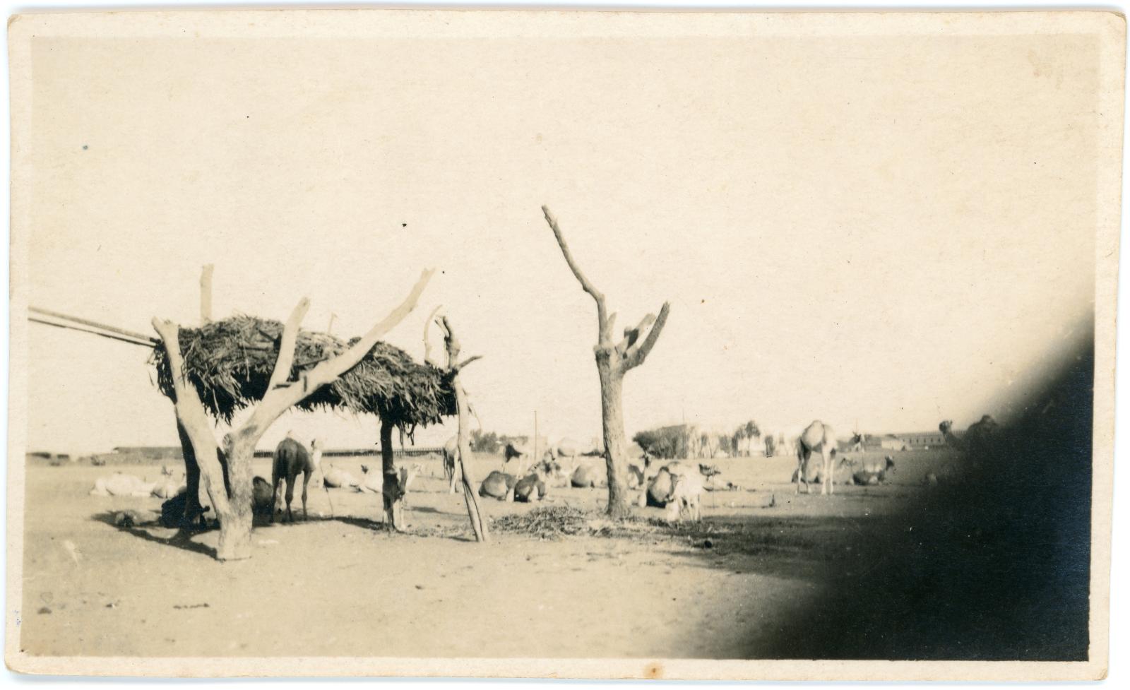 Photo showing a herd of camels at a Camel Farm, near Cairo.