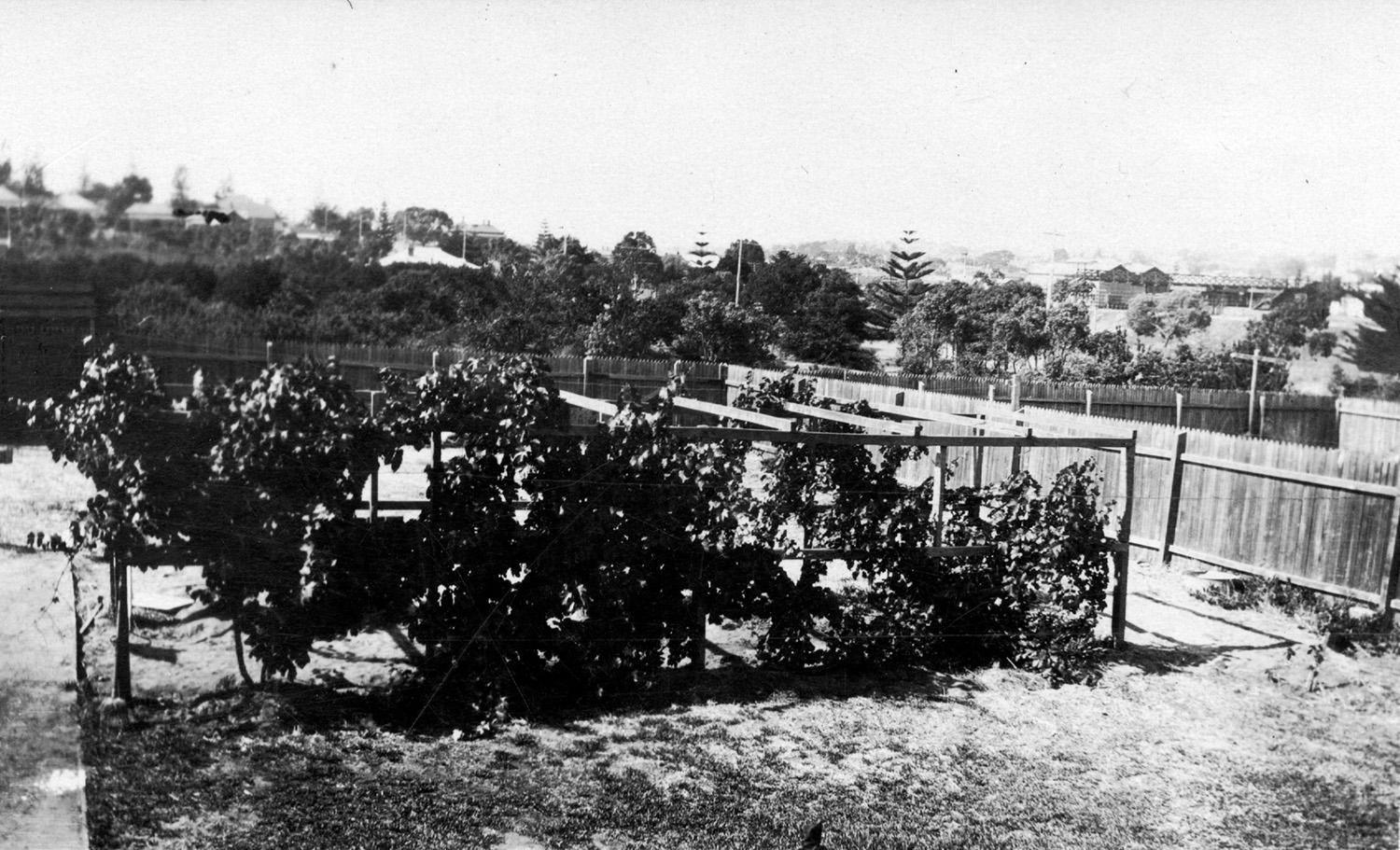 black and white photograph of a backyard. 