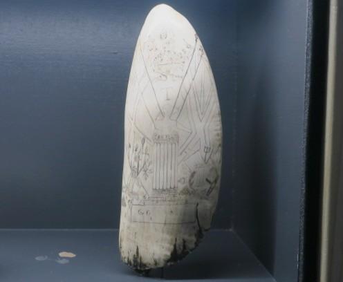 Large scrimshawed Sperm Whale's tooth bearing the English Coat of Arms.