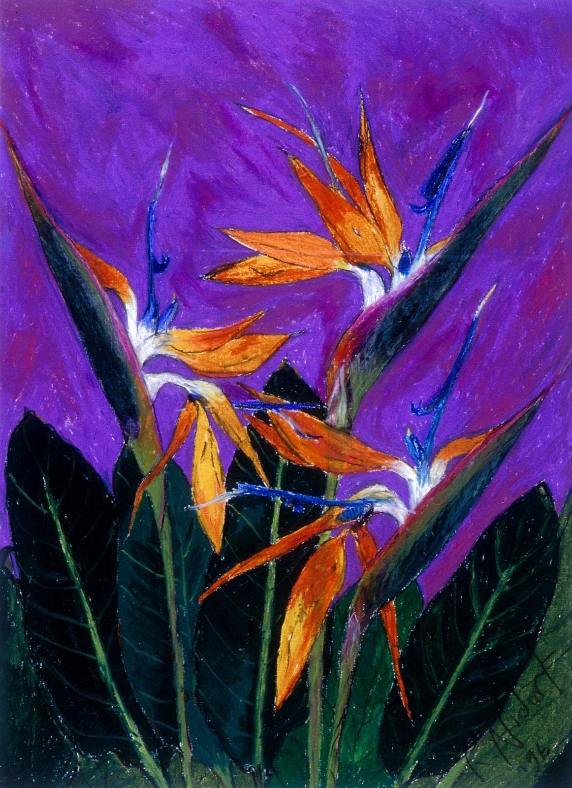 10---Rochelle-NIDORF---Strelitzia-1