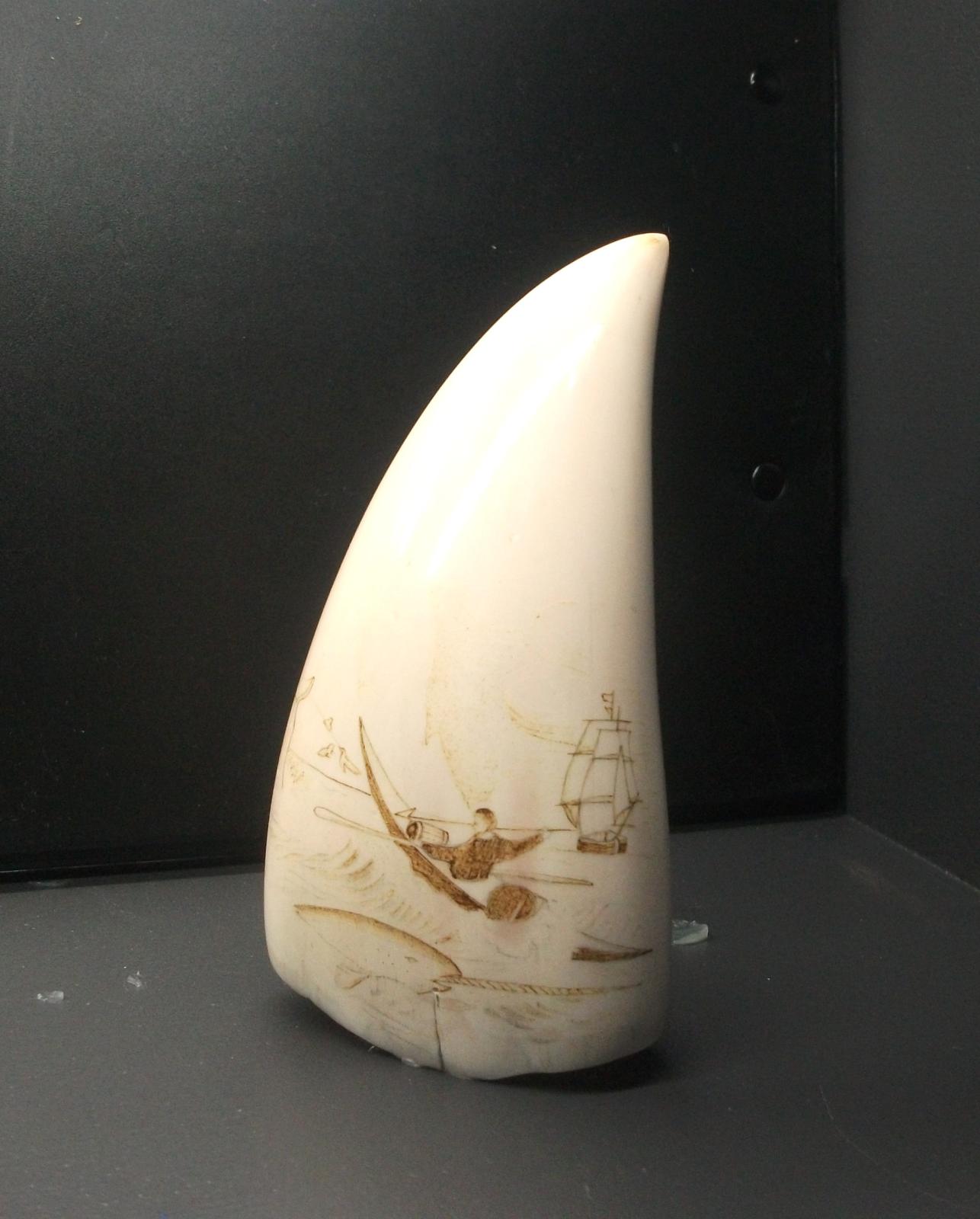 Scrimshawed whale's tooth depicting a whaler hunting narwhals from a canoe with a ship in the background.
