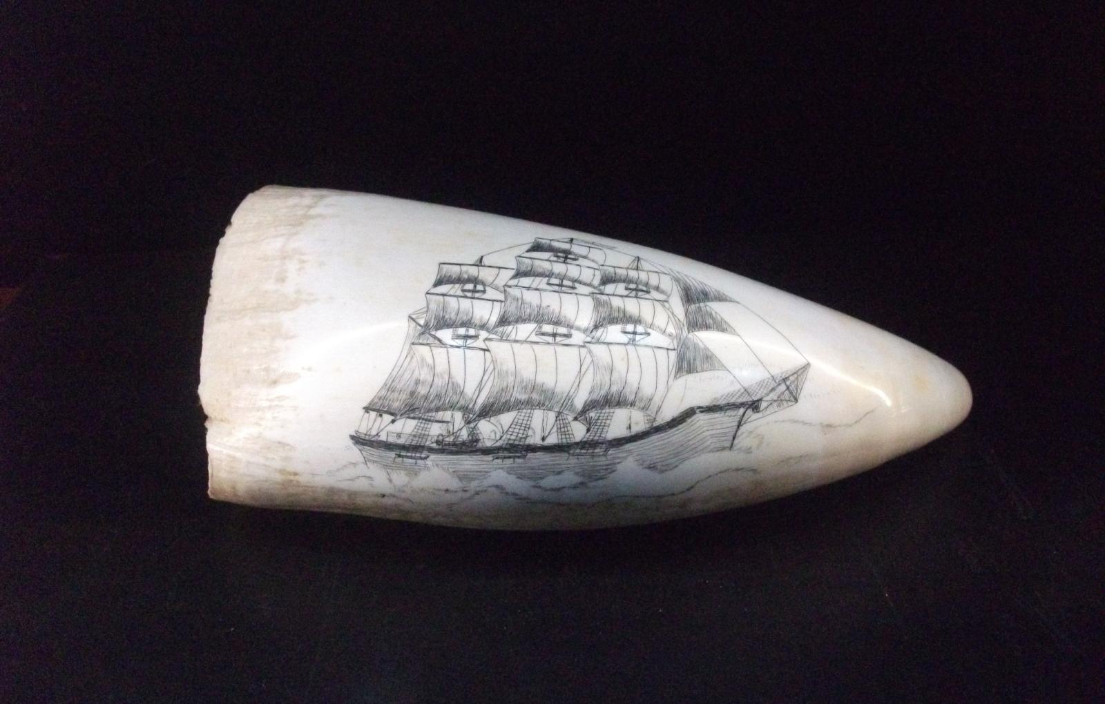 Scrimshaw on tooth of a sperm whale, by CBWC captain Ches Stubbs.