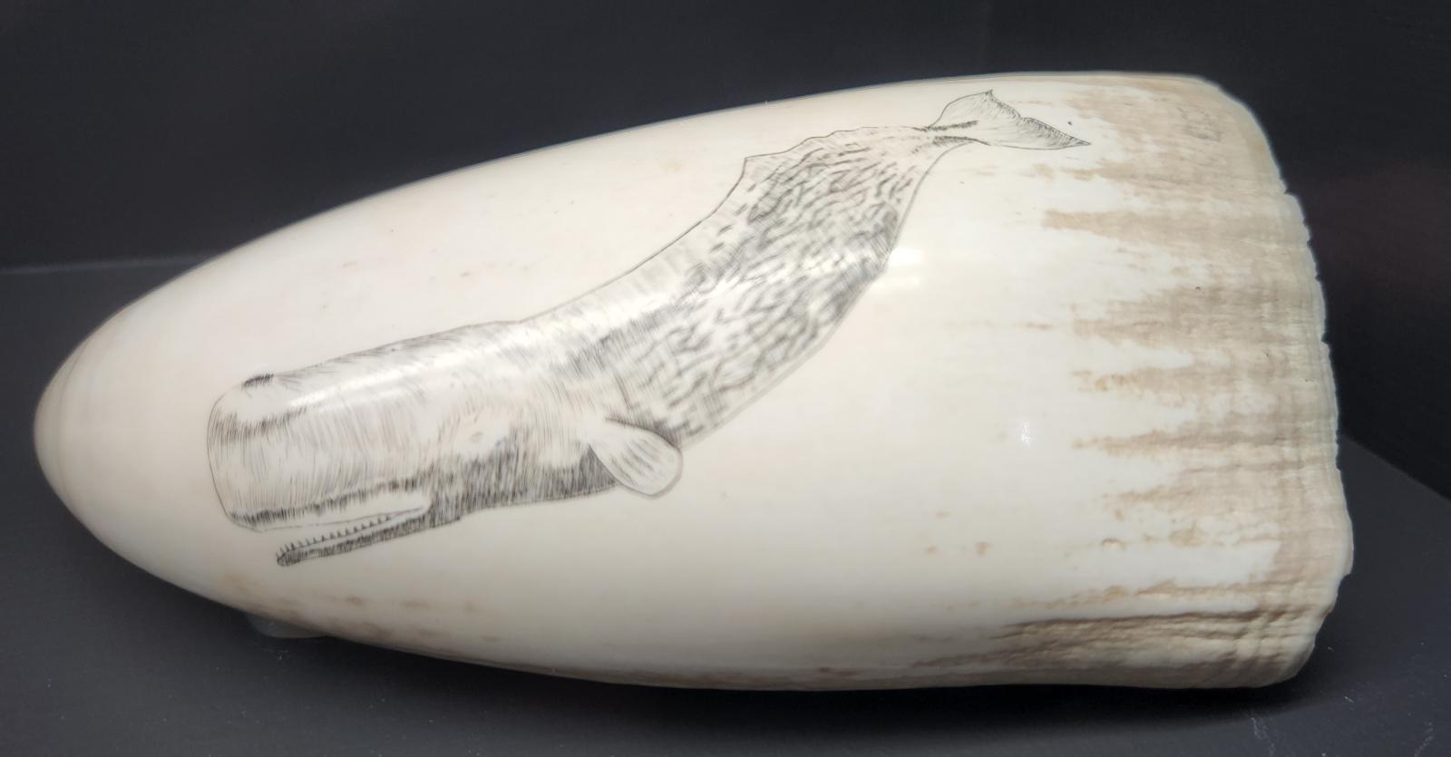 Scrimshaw depiction of a sperm whale