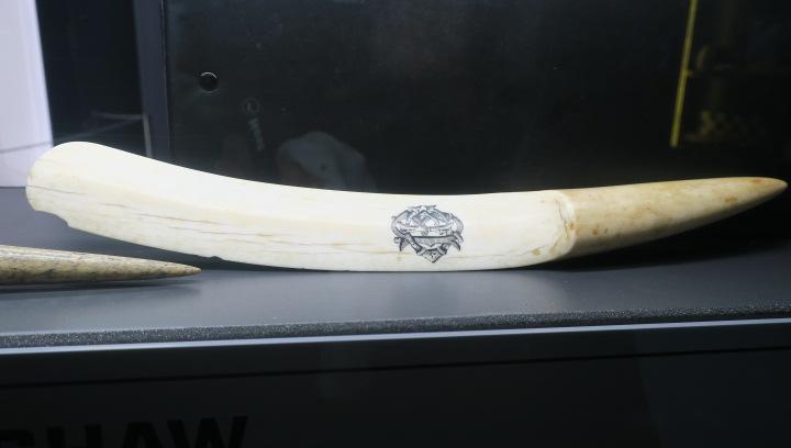 Curved walrus tusk in the shape of a blade. 