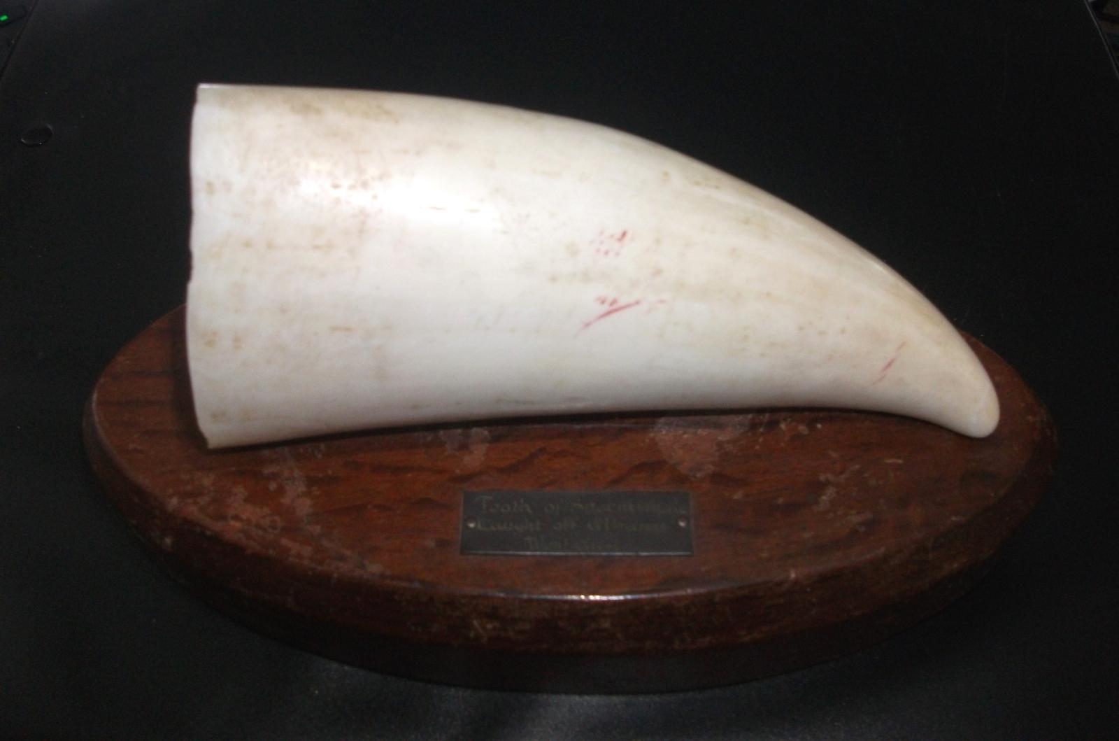 A sperm whale tooth mounted on an oval wooden base.