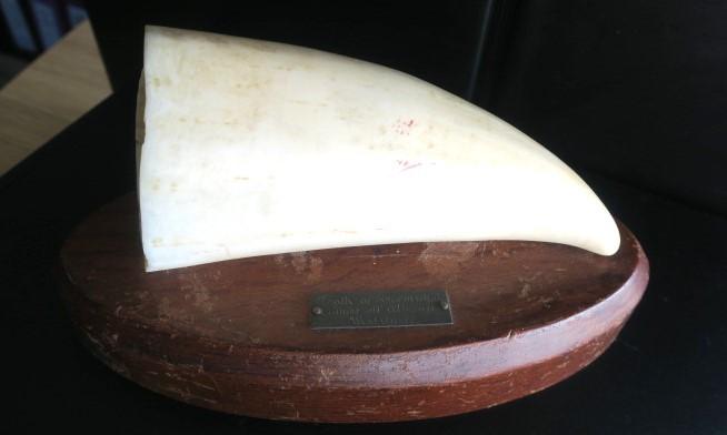 A sperm whale tooth mounted on an oval wooden base, with small plaque.