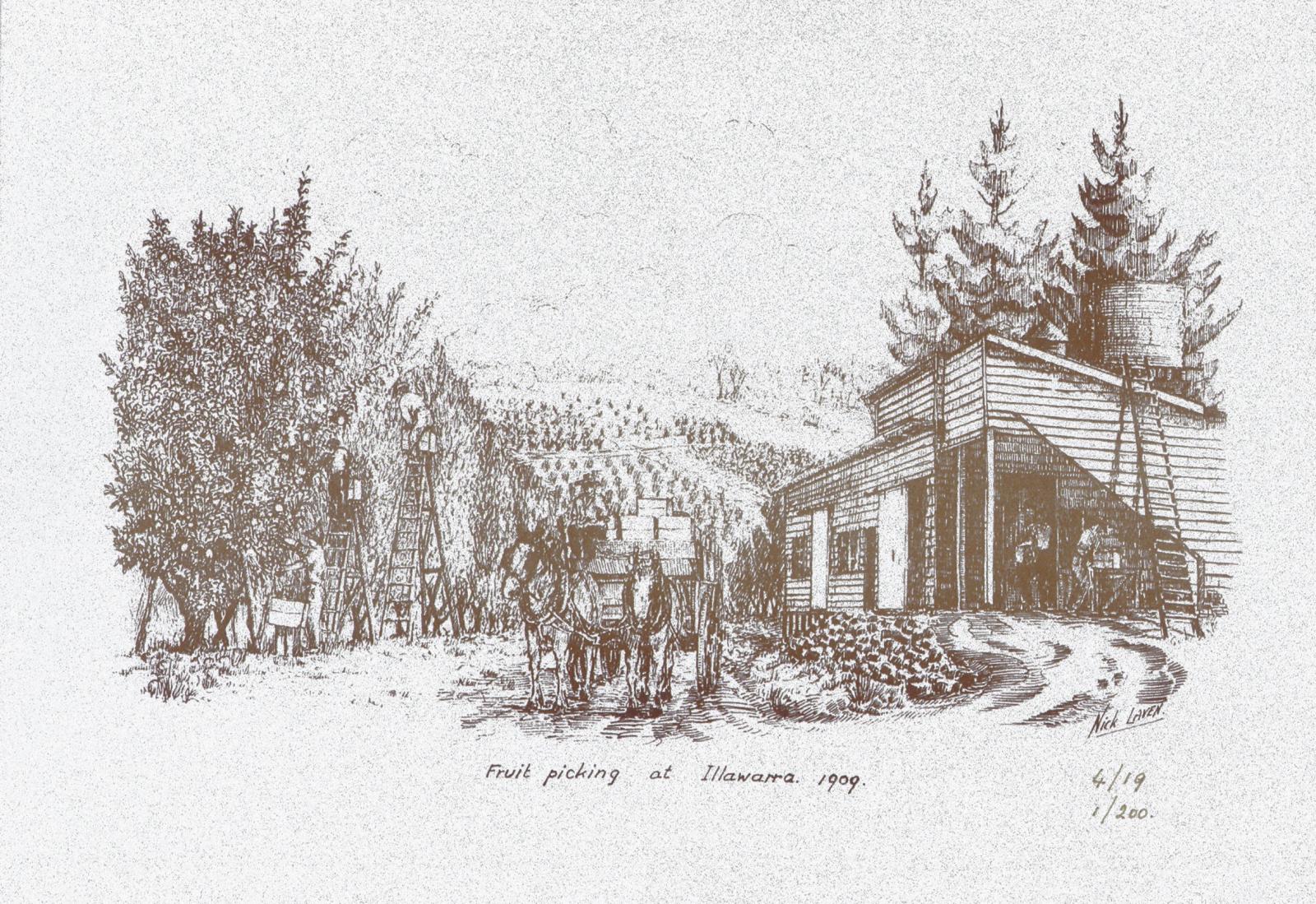 Nicholas	Laven	Fruit picking at Illawarra 1901