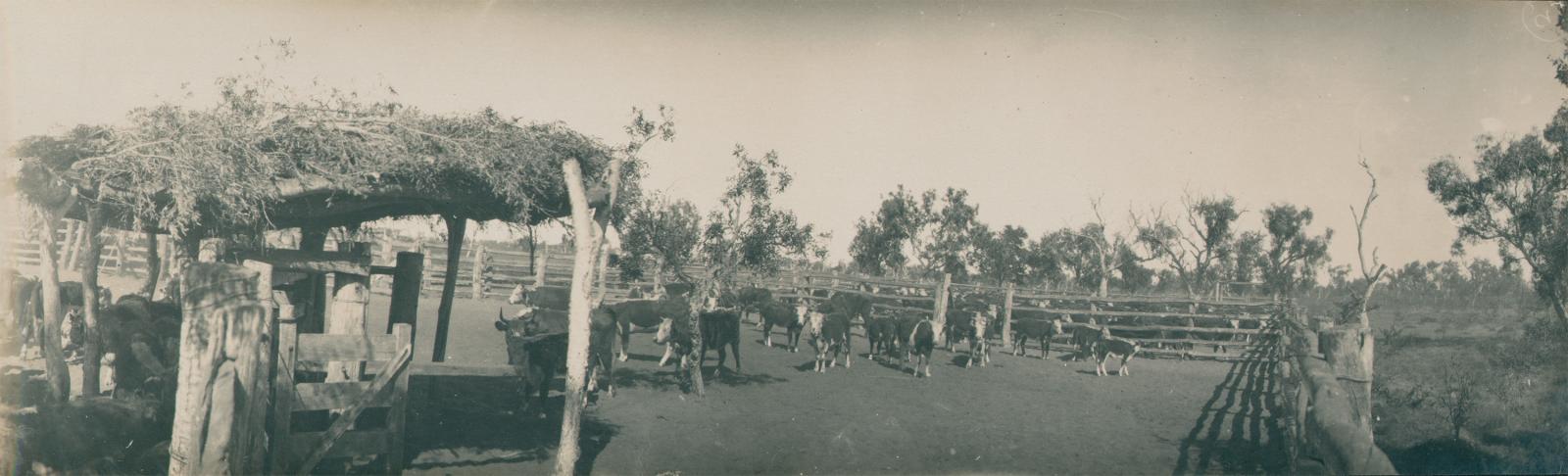 Cattle standing in a homemade cattle yard on a Kimberley pastoral station in 1926.