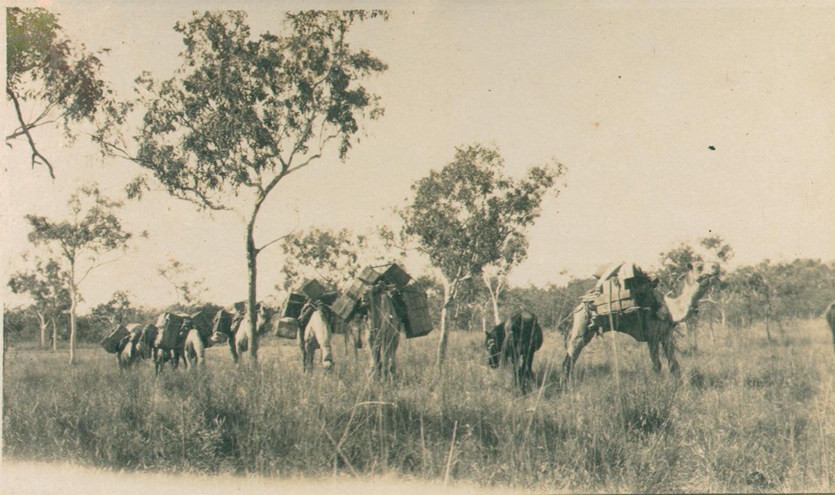 Six camels tethered together in a bush setting. Each camel has a load of boxes to their backs.