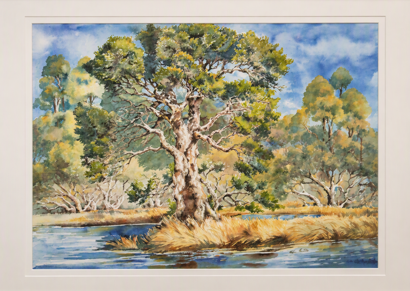 Robin	Hollier	The Paper Bark Tree