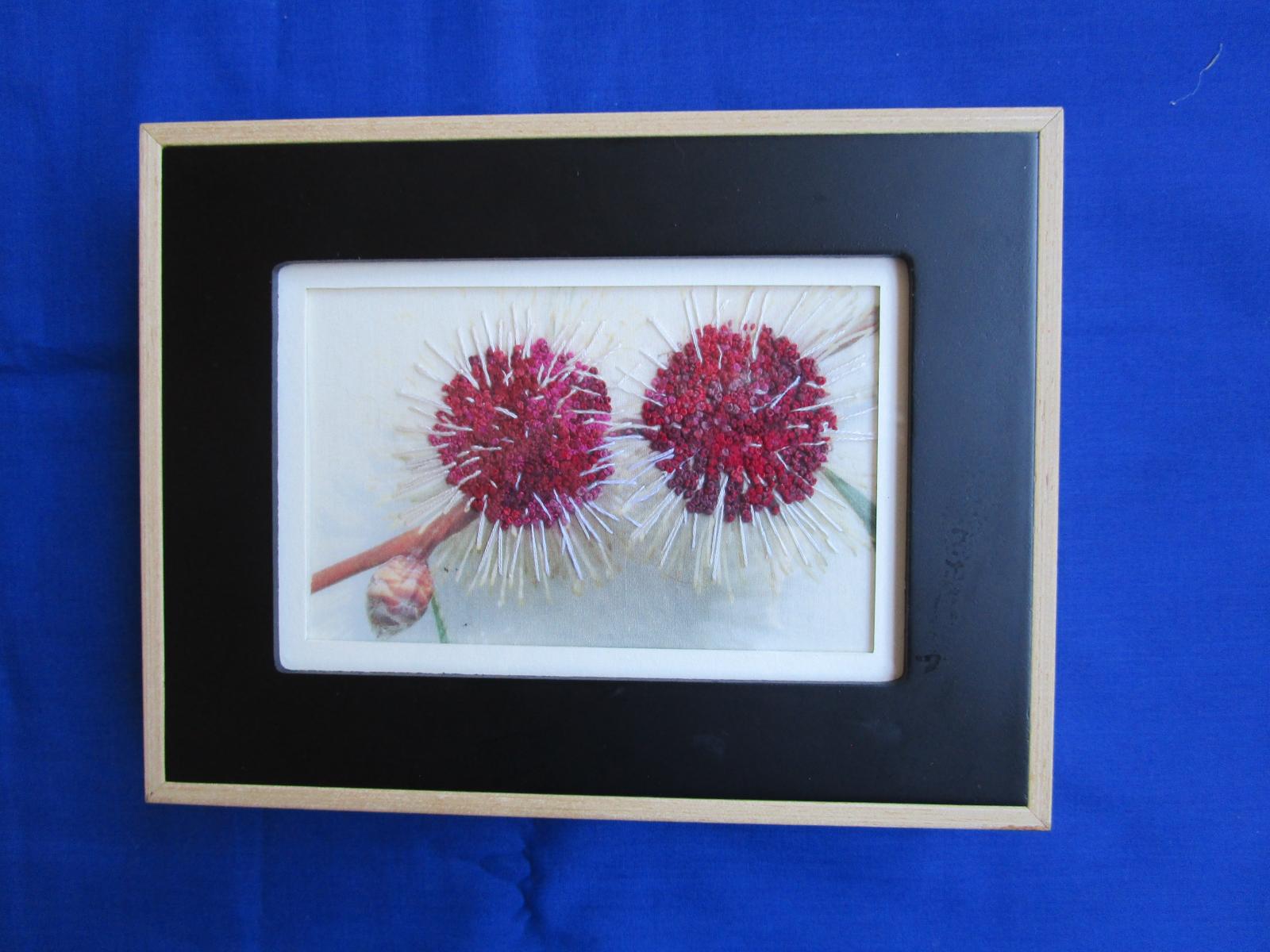Embroidered picture of pincushion Hakea
