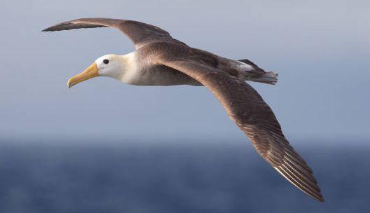Albatross