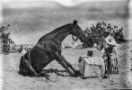 A horse sits at across from a soldier pouring a drink from a wine bottle. Between them is a small table set with a table cloth and plate. In the background is a military camp.