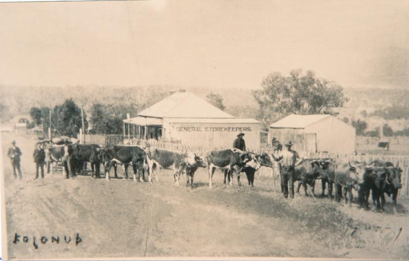 Bullock Team outside Richardson & Co Store Kojonup