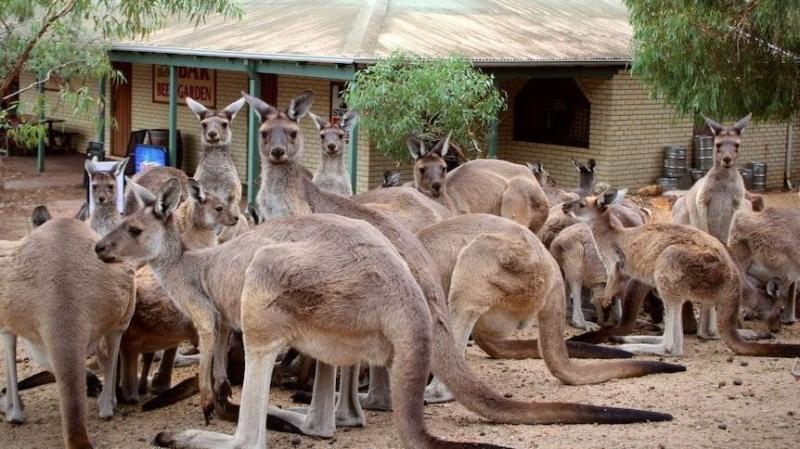 Kangaroos at the front of the John Forrest Tavern, 2022 - Glen Adams