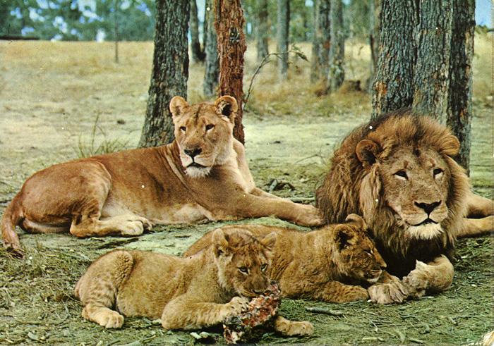 Four lions laying amongst trees. There is a lioness in the back with a lion on the right of her and a small cub resting its head on the lions paw and another cub at the front  