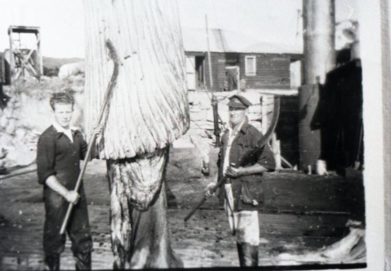 Image of two men with flensing knives flensing a whale at Cheynes Beach Whaling Station