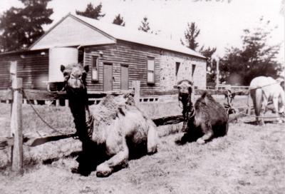Camels From Visiting Circus. In Front of Cranbrook Hall.