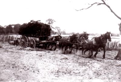 Jack Parsons with team of horses - carting sandalwood.