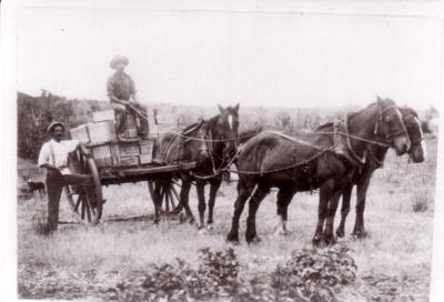 Frankland Carting Fruit