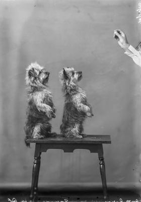 Two small terrier dogs sit on their hind legs upon a small table, focused on a hand coming in from the right side of the frame, holding a treat.