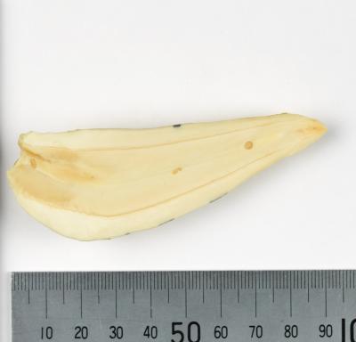Tooth sample from sperm whale caught off Albany, Western Australia, 1966
