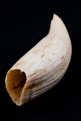 Tooth sample from male sperm whale caught off Albany, Western Australia, 1964