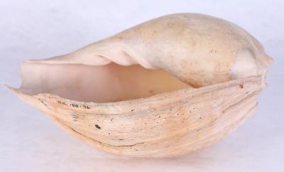 Cream coloured shell with rough exterior and smooth white interior. Shell is conical in shape and open along one side. One edge of the opening has a thin edge, the opposite edge curls over and inwards into the shell. The shell is hollow. 