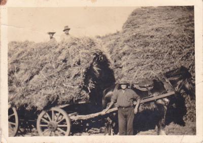Black and white photograph of hay carting