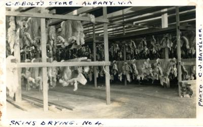 SHEEP SKINS DRYING - C.E.BOLTS STORE, ALBANY