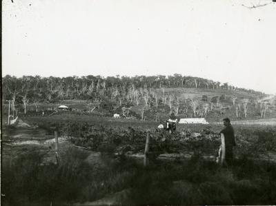 Slavonian Vineyard, vines in foreground, hill covered with native trees in background, long tin shed (cellar) at foot of hills