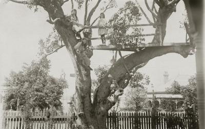 Children In A Tree House Victoria Parade