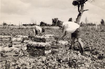 Life in Wanneroo - Farming