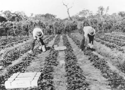 Life in Wanneroo - Farming