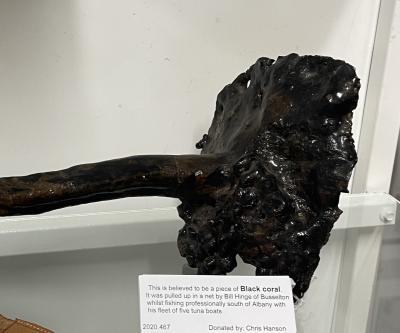 Piece of Black Coral