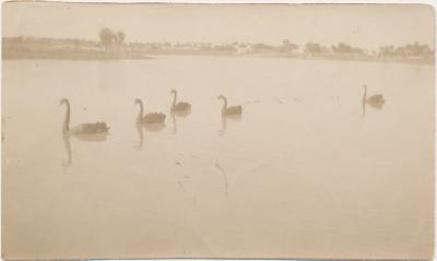 Swans on Piesse Dam