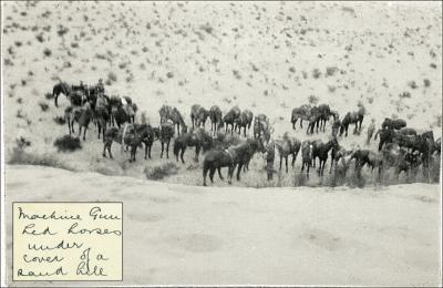 World War 1, South West Asia, Sinai, 10 Light Horse, 1917