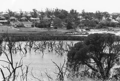 Butler's Swamp During Infill