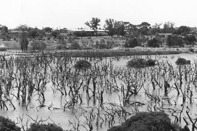 Butler's Swamp East To Claremont Oval