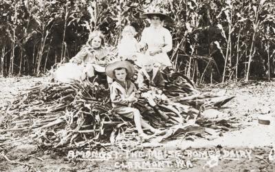 Maize Crop, Rome's Dairy, Claremont