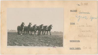 Horse team Braeside Katanning.