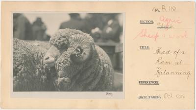 Head of a Merino Ram