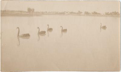 Swans on Piesse Dam